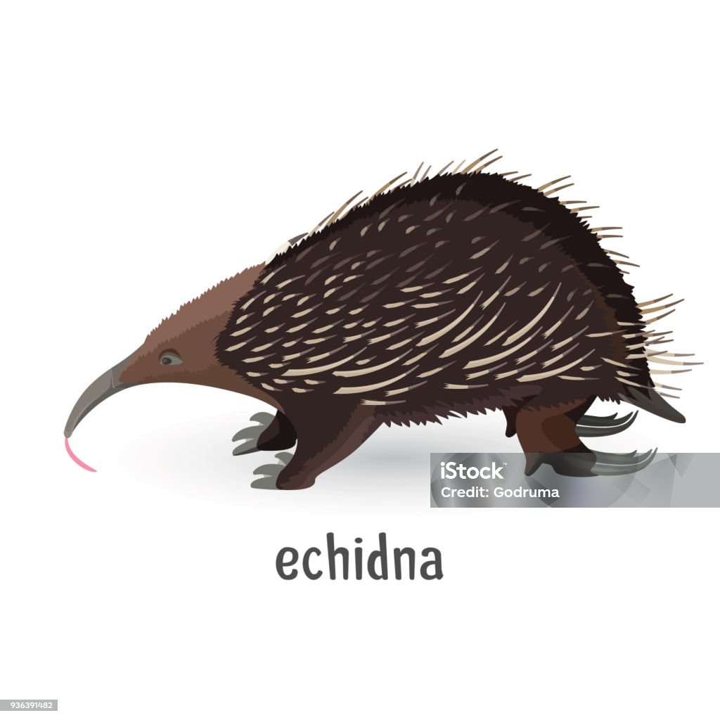 Echidna Covered With Coarse Hair And Sharp Needles Stock Illustration -  Download Image Now - Echidna, Animal, Animal Body - iStock