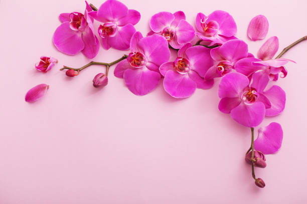 istock the beautiful orchid flowers 936393792
