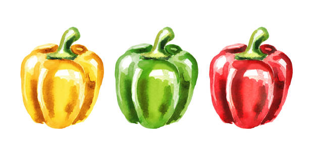 farben von paprika festgelegt. aquarell handgezeichnete abbildung isoliert auf weißem hintergrund - vegetable bell pepper green bell pepper pepper stock-grafiken, -clipart, -cartoons und -symbole