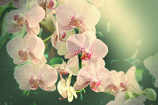 Beautiful Orchid flower in tropical garden close up. Floral background.