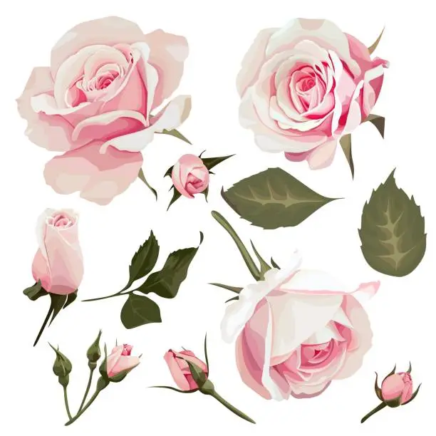 Realistic Roses Vector Clip Art set of 11 Pink element of Flower image