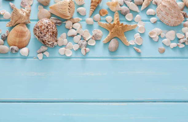 istock Seashells on blue wood, sea vacation background 936397238
