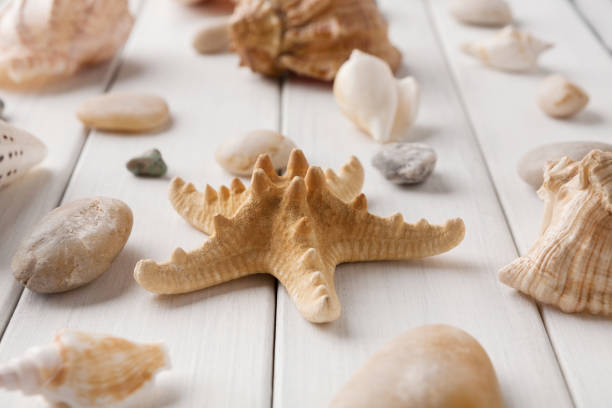 istock Seashells on white wood, sea vacation background 936397324