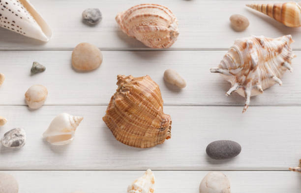 istock Seashells on white wood, sea vacation background 936397346