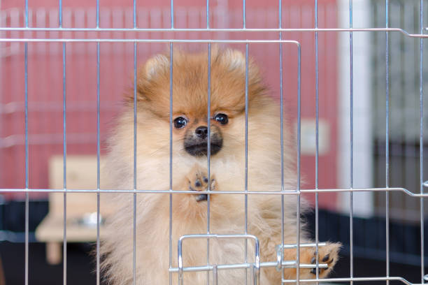 pomeranian puppy is standing in a aviary and looking