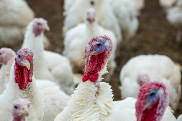 tacchino-poult - turkey thanksgiving farm meal foto e immagini stock