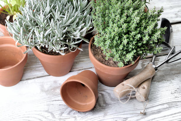 istock herbs aromatic potted on garden  table 936402260