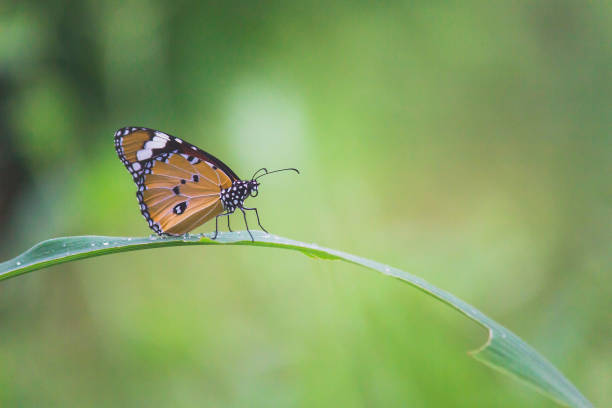 бабочка монарха - tiger beauty in nature insects nature стоковые фото и изображения