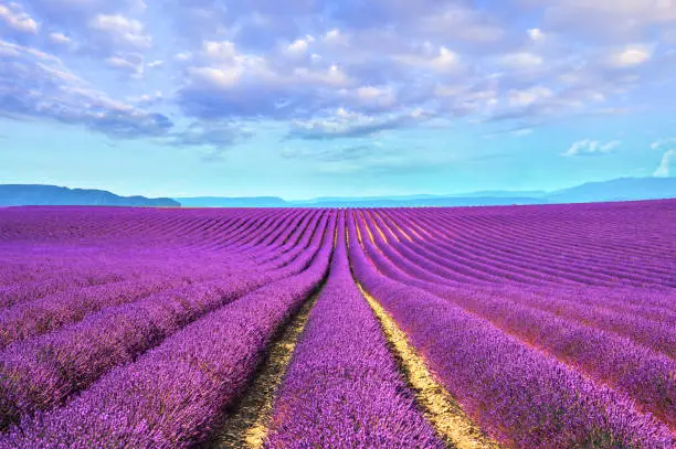 Photo of Lavender flower blooming fields endless rows. Valensole provence