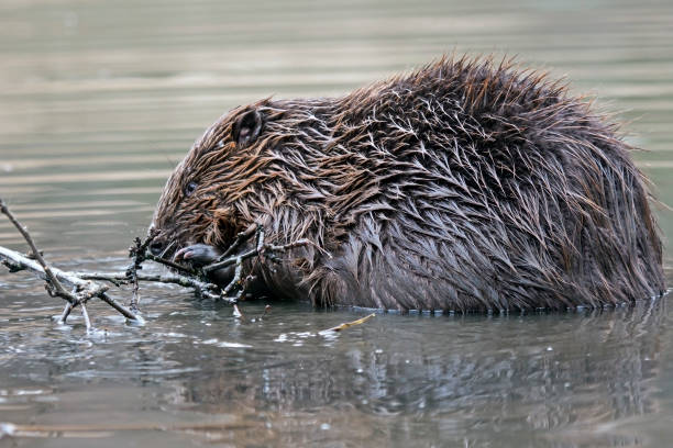 istock Close-up of wild beaver 936404634