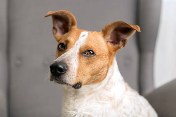 istock Dog on the armchair 936405156