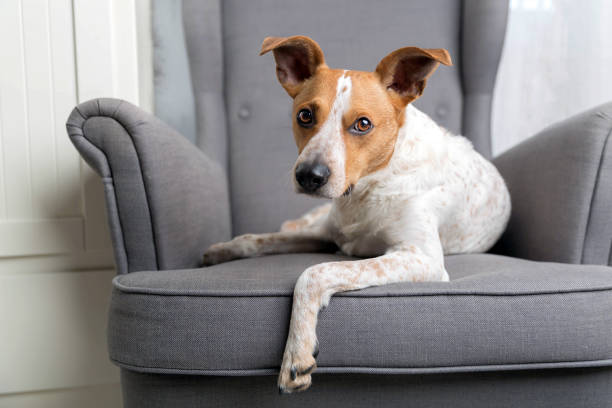 istock Dog on the armchair 936405180