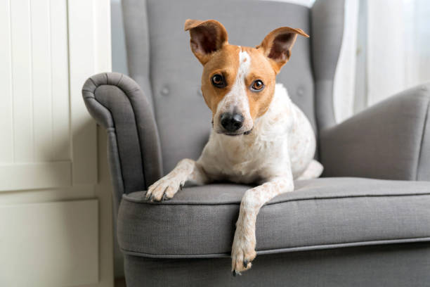 istock Cute dog on the armchair 936405190