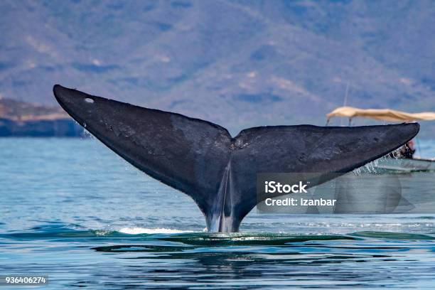 Blue Whale The Biggest Animal In The World Stock Photo - Download Image Now  - Animal, Animal Wildlife, Animals In The Wild - iStock