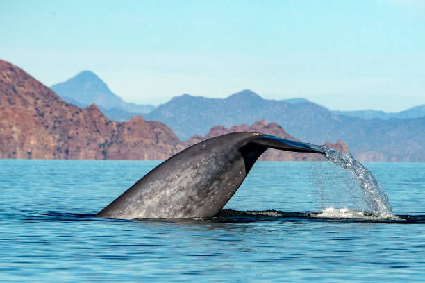 istock Blue Whale the biggest animal in the world 936406464