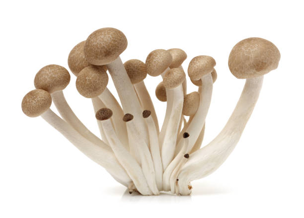 흰색 바탕에 갈색 너도 밤나무 버섯 (hypsizygus marmoreus) - 만가닥 버섯 뉴스 사진 이미지