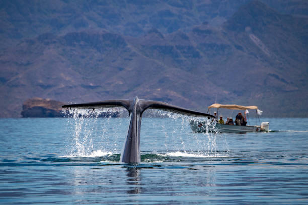 istock Blue Whale the biggest animal in the world 936406768