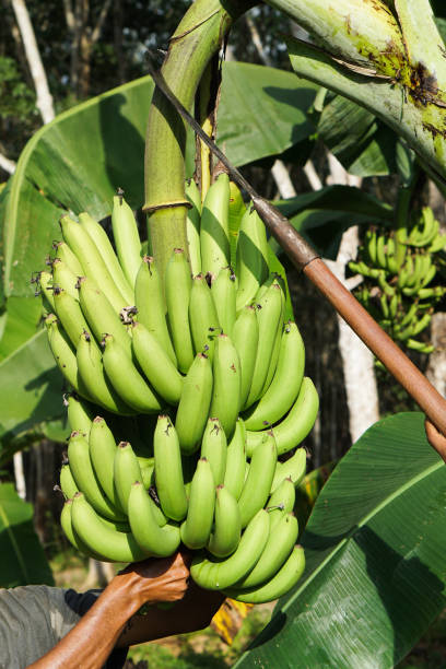 istock Green bananas on banana Tree. 936406844
