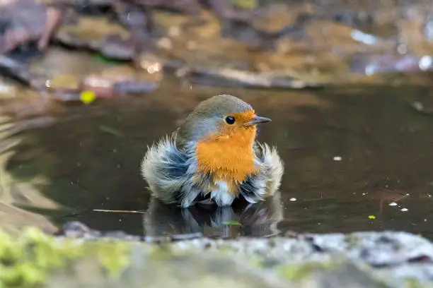 Photo of European robin (Erithacus rubecula) taking bath in puddle, head on