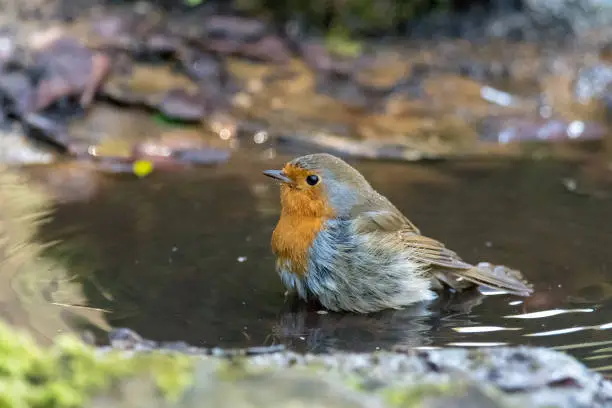 Photo of European robin (Erithacus rubecula) taking bath in puddle, profile