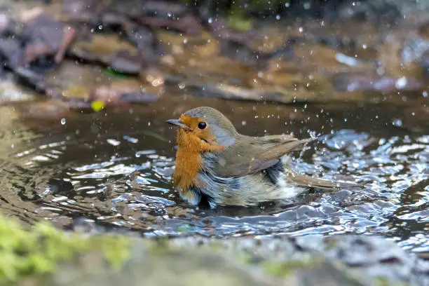 Photo of European robin (Erithacus rubecula) taking bath in puddle