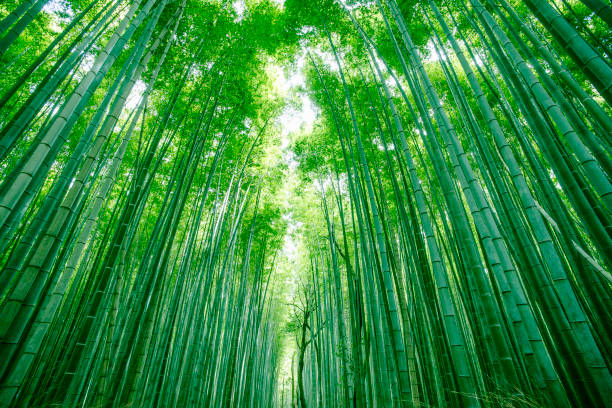 Super green Japan bamboo forest in Kyoto