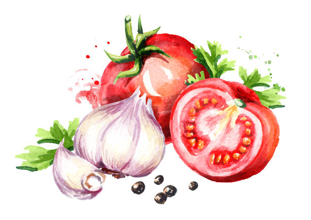 istock Rip red tomatoes with young garlic and peppercorns. Watercolor hand drawn illustration  isolated on white background 936409080