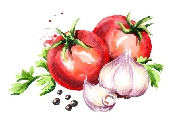 istock Rip tomatoes with young garlic and peppercorns. Watercolor hand drawn illustration  isolated on white background 936409936