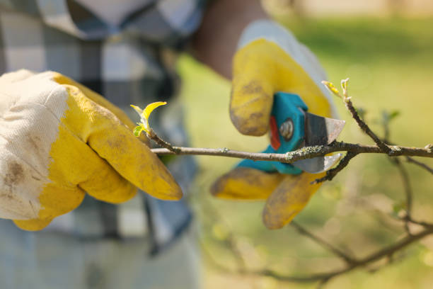 istock Close up of a mna pruning a tree in spring 936410142