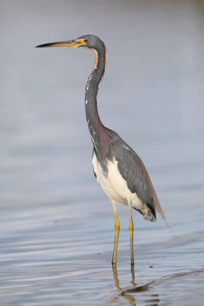 istock Tricolored Heron - Crystal River, Florida 936410884