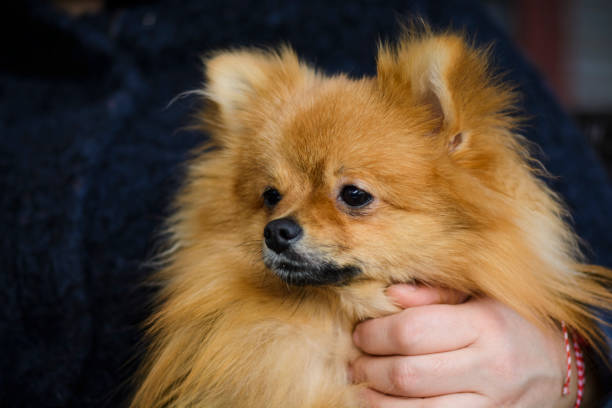 istock Close up of a German spitz 936411776