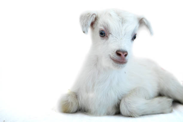 istock Lamb in front of a white background 936412274