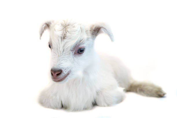 istock Lamb in front of a white background 936412348