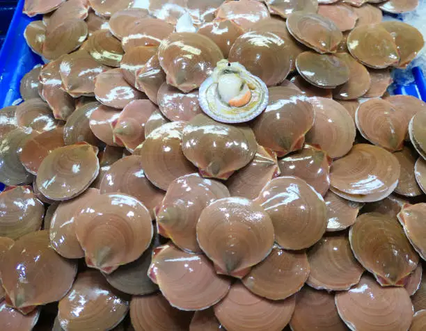 Photo of Fresh oyster shells