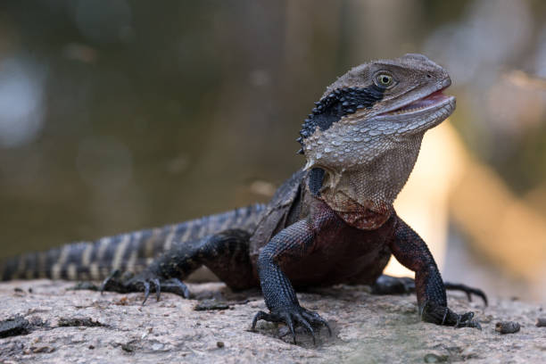 istock Australian lizard eating on the side of a river 936412760