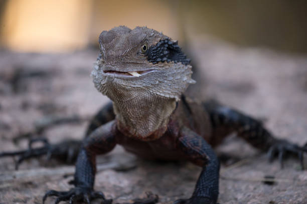 istock Australian lizard eating on the side of a river 936412790