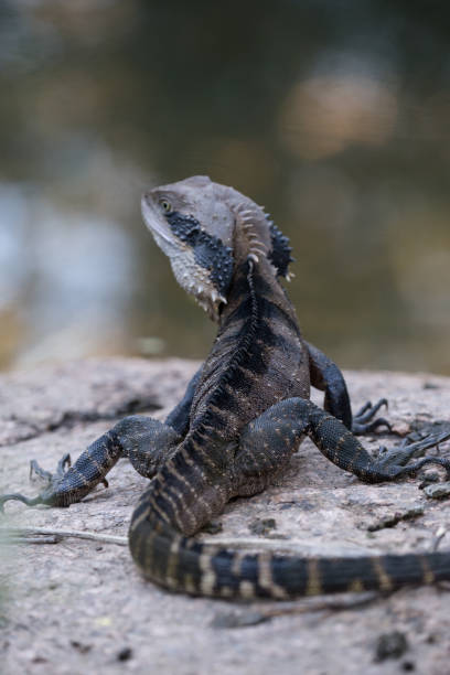istock Back view of an Australian Water Dragon 936412830
