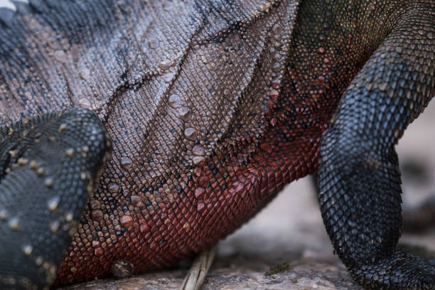 Green iguana close up portrait