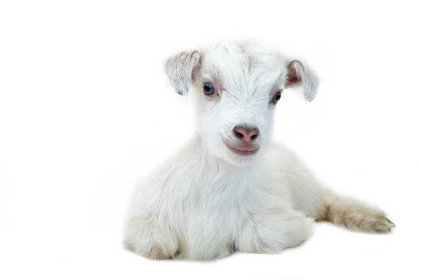 istock Lamb in front of a white background 936413198