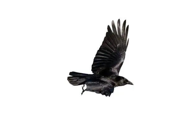 Jackdaw (Coloeus monedula) crow cut out and isolated on a white background