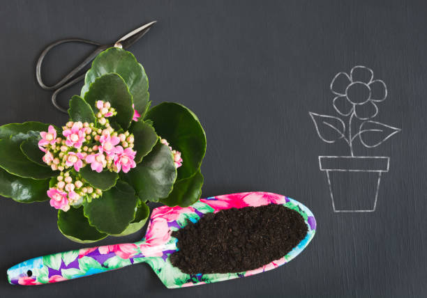 Spring gardening concept with pink calanchoe and tools on black board. Copy space. Top view. Spring gardening concept with pink kalanchoe and tools on black chalkboard. Copy space. Top view. calanchoe stock pictures, royalty-free photos & images