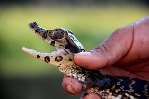 istock Baby Caiman in the Amazon Rainforest 936415954