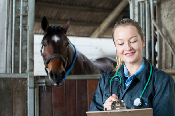veterinario donna che esamina cavallo in stalla - young women 20s people one person foto e immagini stock