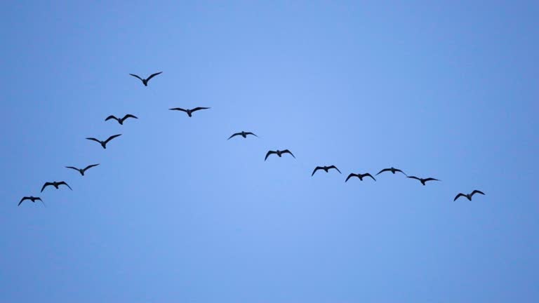 Follow leaders: Flock of  seagull flying in an imperfect V formation. Slow motion.  Birds gull flying in formation, Blue sky background. Migrating Greater birds flying in Formation