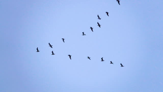 Follow leaders: Flock of  seagull flying in an imperfect V formation. Slow motion.  Birds gull flying in formation, Blue sky background. Migrating Greater birds flying in Formation