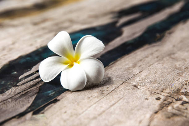istock Flower is on wooden texture background. 936418760