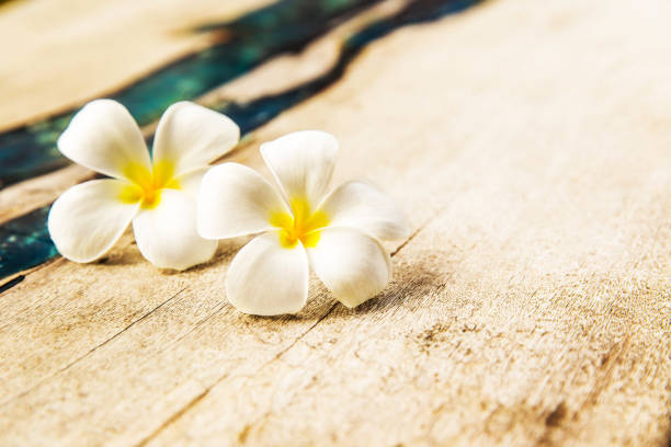 istock Two Flowers are on wooden texture background. 936418768