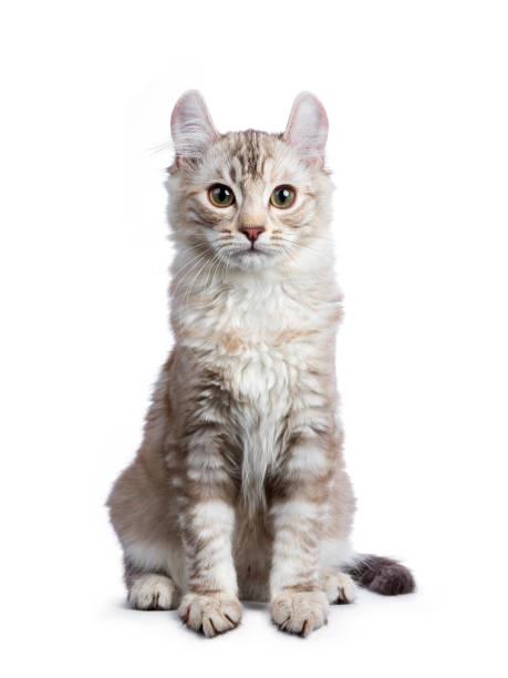 istock Chocolate silver tortie tabby American curl cat / kitten sitting straight up isolated on white background 936419068