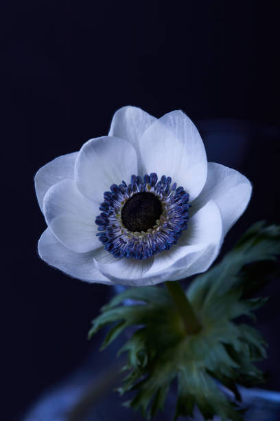 istock one white anemone flower with green leaves isolated on black 936420710
