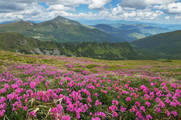 istock Blooming meadow in the mountains 936422238